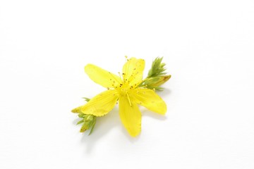 St John’s wort flower