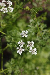 Flowering cilantro