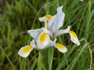 Iris × hollandica -  Holländische Schwertlilien © Marc