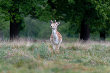 fallow deer in the forest