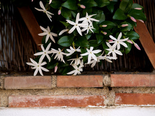 wild jasmine of southern Africa on bricks