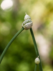 onion seeds capsules in the garden
