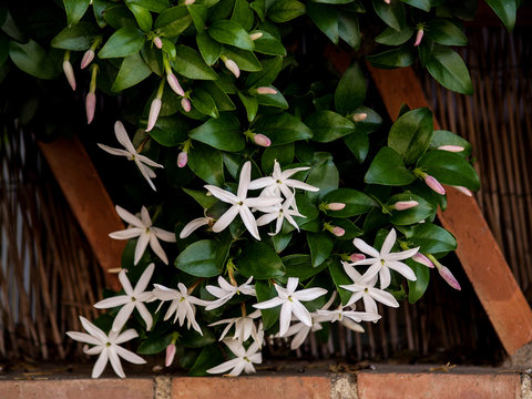 wild jasmine of southern Africa on bricks