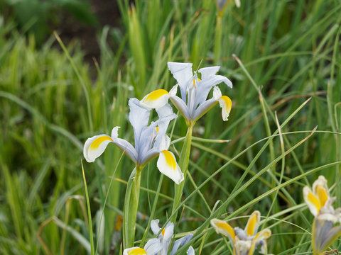 Holländische Schwertlilie (Iris × hollandica) oder Dutch iris, schlanke und  elegant form Stock Photo | Adobe Stock