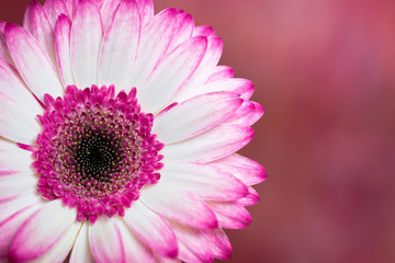 Gerber Daisy, white and pink colors. Close up.