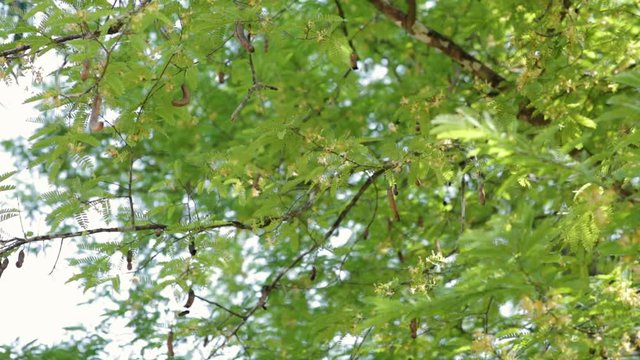 Close up of fresh tamarinds fruit pod on tree. Flat plane. Low angle shot