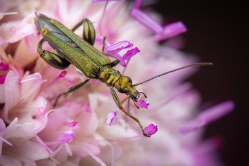 Little oedemera lurida eating pollen on pink flower