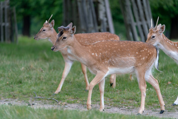 fallow deer in the forest