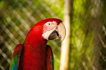 Guacamaya en Cautiverio