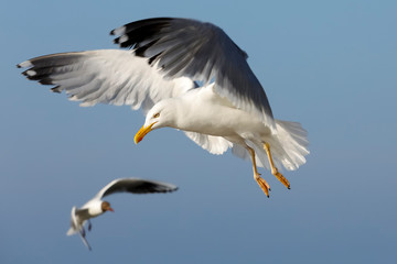 Sea gulls on flight are looking for food