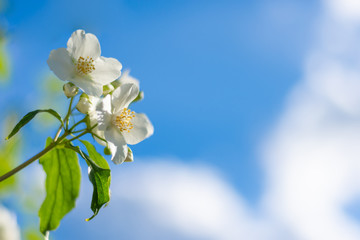 Obraz premium Philadelphus flowers in vibrant blue sky background.