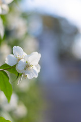 Philadelphus flowers in vibrant blue sky background.