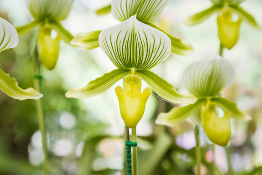 White Lady's Slipper Orchids (Paphiopedilum Maudiae)