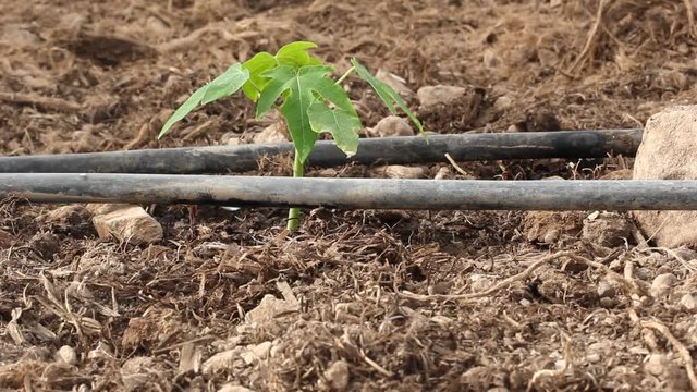 riego por goteo en una joven plantaci&oacute;n de papaya