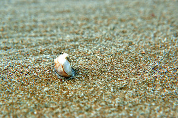 shell on the beach