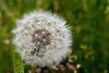 Gewöhnlicher Löwenzahn, im Volksmund Pusteblume, in einem Garten