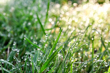 green fresh grass in drops of shiny dew early in the morning, spring and summer freshness concept