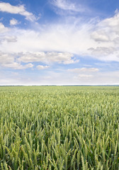 Green ears of wheat on the field in ripening period in summer on background cloudy sky