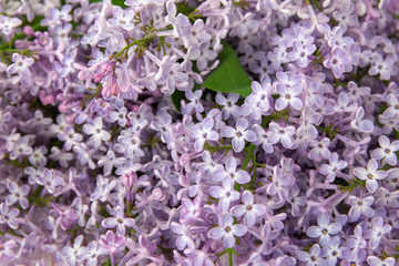 Purple lilac flowers as a background.