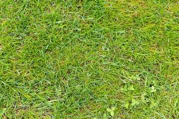 Background of natural green grass in spring season