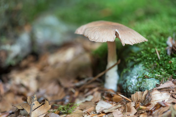 Mushroom in the woods