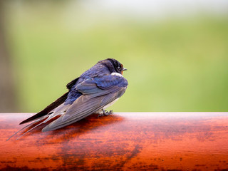 Smoke swallow is resting on a pole