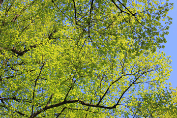 Trees with green leaves and branches on blue sky background  