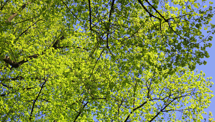 Trees with green leaves and branches on blue sky background 