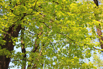 Green leaves on tree top at the park on sunny summer season day 