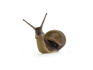Garden snail isolated on white