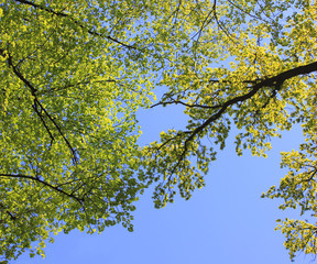 Tree branches with green leaves on blue sky at the park 