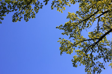 Tree branch on empty blue sky background 