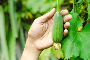 Non-toxic  Sponge gourd on hand  , Organic Farm