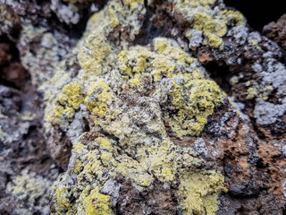 Plants and lichens on volcanic rock. image taken on the island of Lanzarote, Canary Islands, Spain