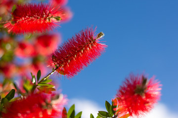 Callistemon flowers in a vibrant blue sky background. This plant is from the Myrtaceae family.