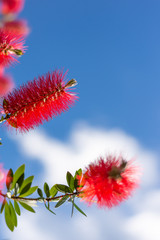 Callistemon flowers in a vibrant blue sky background. This plant is from the Myrtaceae family.