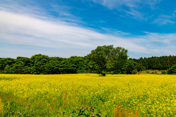 Fototapeta premium 青空と菜の花のコントラストの美しい高原の風景
