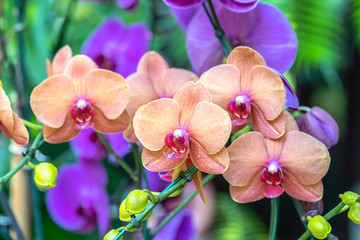 Phalaenopsis orchids flowers bloom in spring , Selective Focus