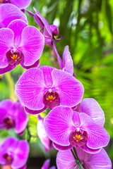 Fototapeta na wymiar Phalaenopsis orchids flowers bloom in spring , Selective Focus