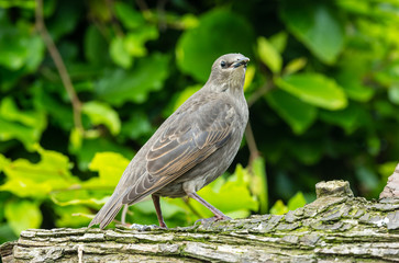 Juvenile starling perched on a log facing right in natural garden habitat.  Blurred leaf background.  Landscape, horizontal. space for copy.