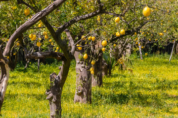 growing lemons in the city center of Sorrento