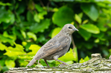 Juvenile starling perched on a log facing right in natural garden habitat.  Blurred green leaf background.  Landscape, horizontal.  Space for copy.