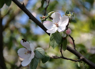 bees fly to the white flowers of the cherry tree in the spring afternoon
