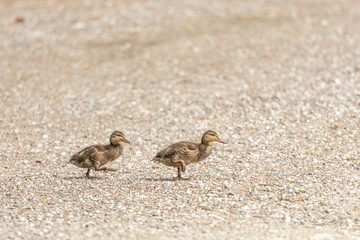 stockentenküken überqueren die Strasse