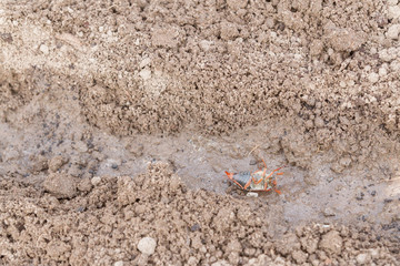 The may bug lies on its back on the earthen beds