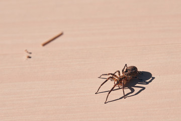 Photograph of a Wolf Spider, Granada, Spain