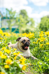 bright yellow carpet of dandelions on the pug