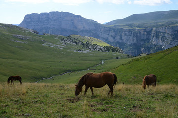 Wild running horses in beautiful Parque Nacional de Ordesa y Monte Perdido, Pyrenees, Spain, Europe