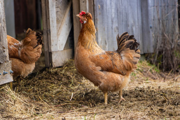 Red free range hens near barn