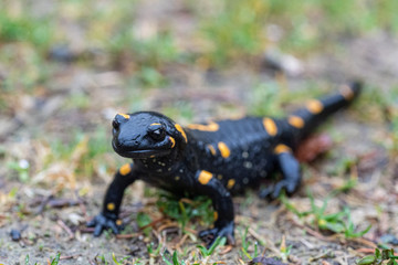 Feuersalamander sitzt am Weg